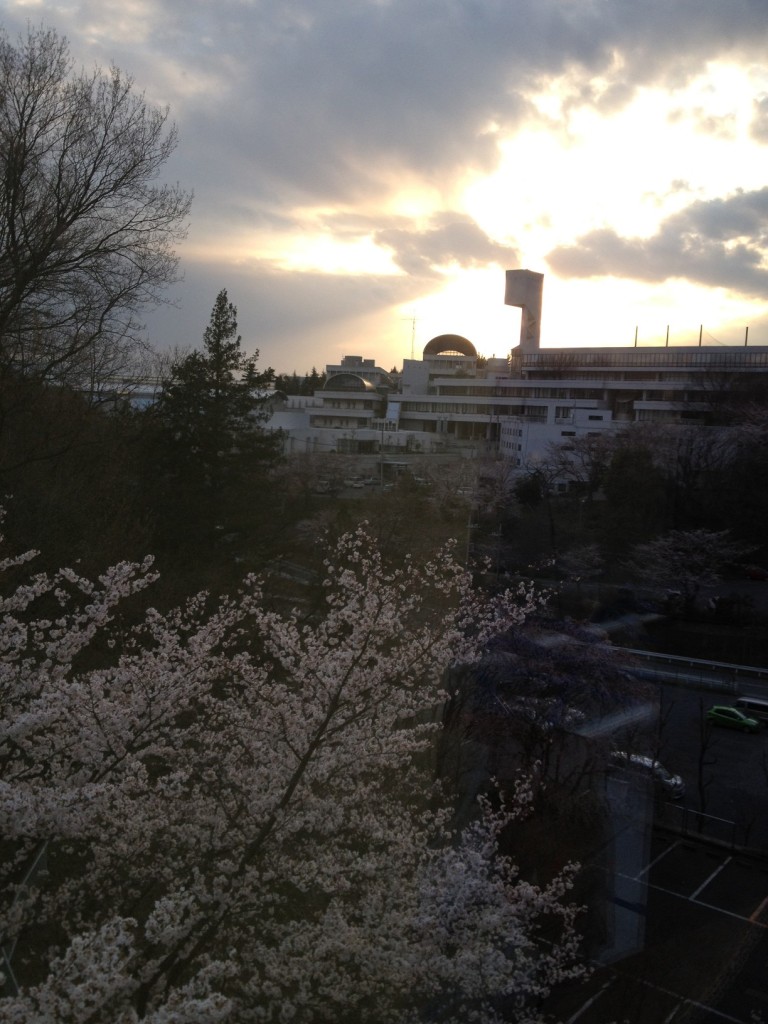 Cherry tree blossoms in the foreground. April 7, 2012. 5:25pm